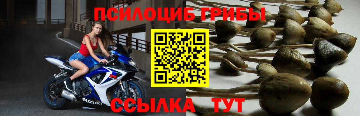Псилоцибиновые грибы мицелий Белогорск